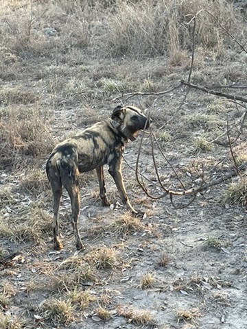 Timbavati Private Nature Reserve, South Africa